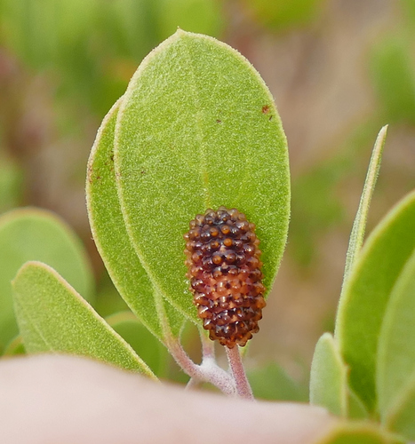 Dalcerides ingenita photo 2