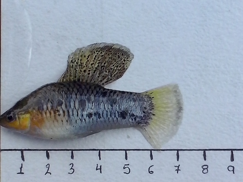 Sheepshead swordtail (Xiphophorus birchmanni) — Poeciliidae — 5