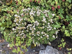 Brachyglottis monroi