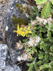 Brachyglottis monroi