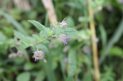 Image of Marsypianthes chamaedrys by (c) Romi Galeota Lencina, some rights reserved (CC BY)