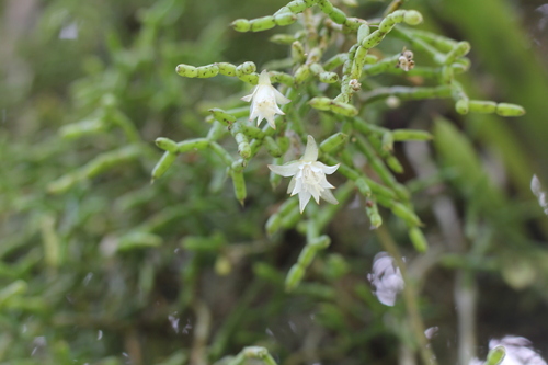 Image of Rhipsalis cereuscula by (c) Romi Galeota Lencina, some rights reserved (CC BY)