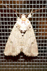 Spodoptera exempta