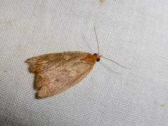 Planotortrix