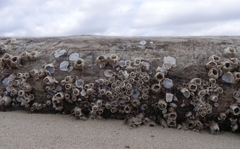 Amphibalanus subalbidus