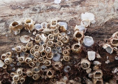 Amphibalanus subalbidus