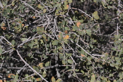 Quercus john-tuckeri