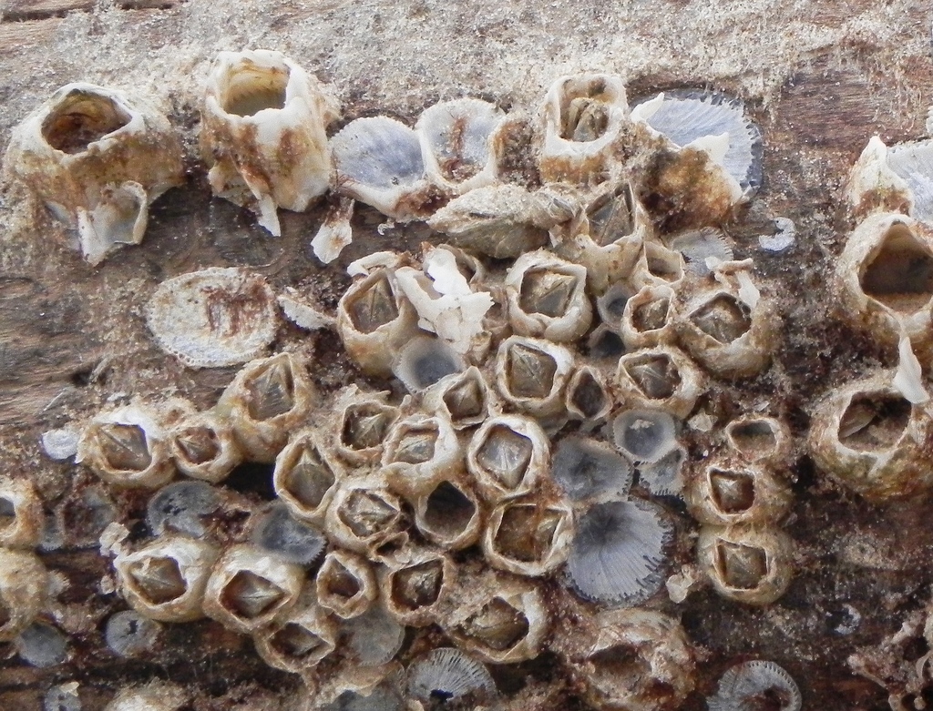 Amphibalanus subalbidus