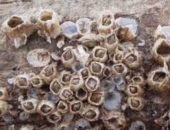 Amphibalanus subalbidus