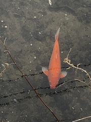 Cyprinus rubrofuscus