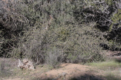 Quercus john-tuckeri