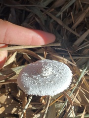 Leucocoprinus cretaceus image