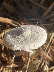 Leucocoprinus cretaceus image