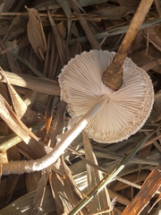 Leucocoprinus cretaceus image