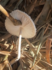 Leucocoprinus cretaceus image
