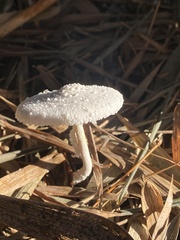 Leucocoprinus cretaceus image