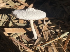 Leucocoprinus cretaceus image