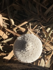 Leucocoprinus cretaceus image