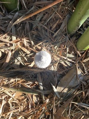 Leucocoprinus cretaceus image