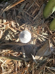 Leucocoprinus cretaceus image