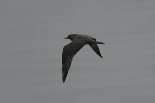 Long-tailed Jaeger