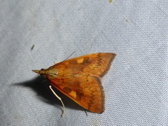 Mnesictena flavidalis