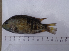 Herichthys carpintis