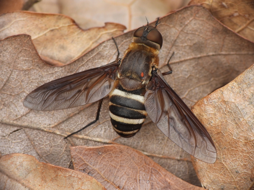 Exoprosopa fasciata