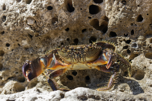 Warty Crab, photo 8 of 10