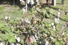 Gossypium barbadense
