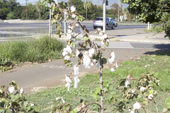 Gossypium barbadense