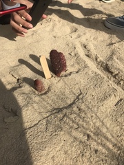 Cynomorium coccineum