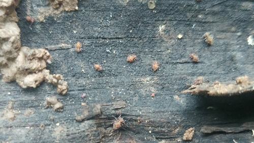 Ptenothrix californica