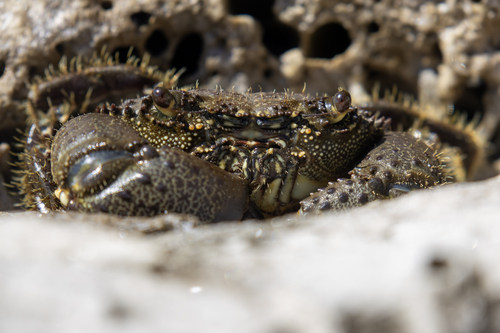 Warty Crab, photo 9 of 10