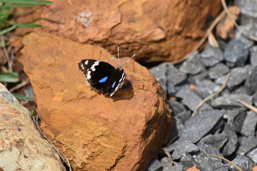 Blue-spot Pansy