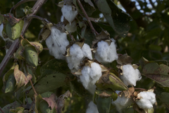 Gossypium barbadense