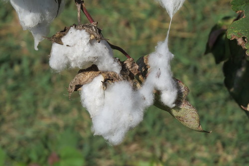 Gossypium barbadense, 2015-01-20