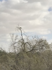 Streptopelia senegalensis