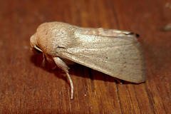 Leucania abdominalis