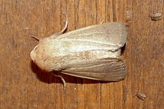 Leucania abdominalis