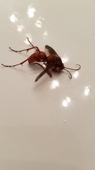 Tachypompilus unicolor