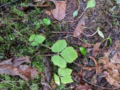 Tiarella trifoliata trifoliata