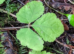 Tiarella trifoliata trifoliata