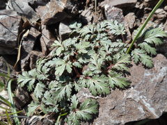 Sanicula saxatilis
