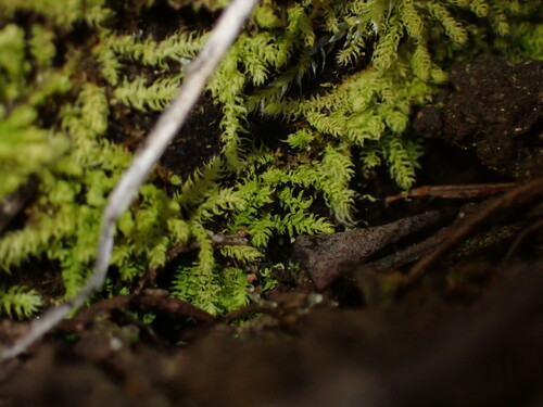 Claopodium bolanderi observed 2023-05-04