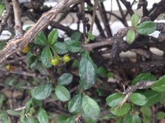 Ehretia microphylla
