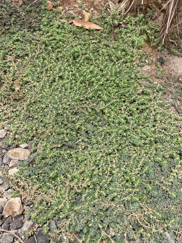 Euphorbia thymifolia observed 2023-09-13
