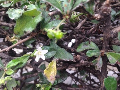 Ehretia microphylla