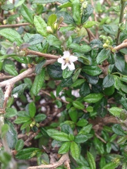 Ehretia microphylla