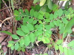 Phyllanthus tenellus